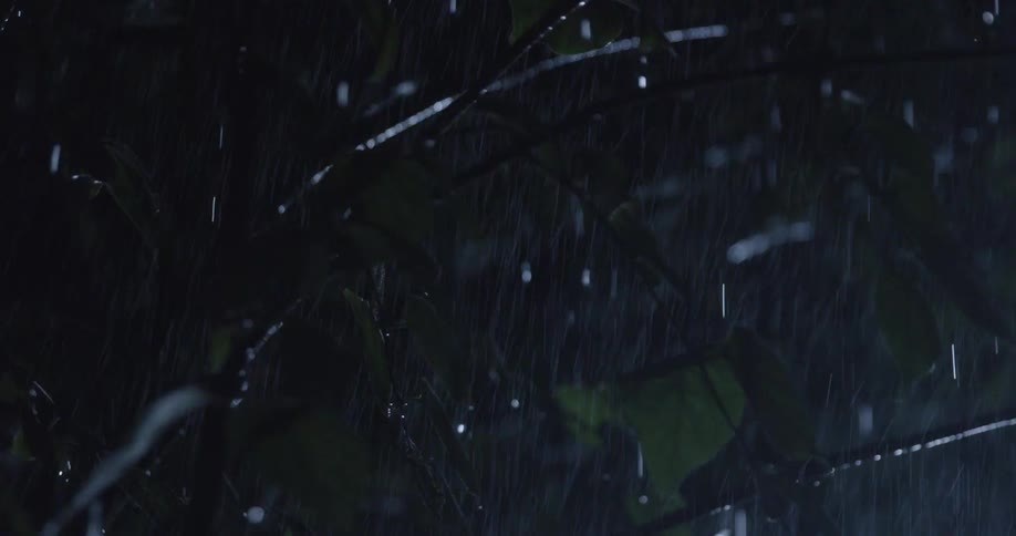 Rain falling between leaves of a tree at night