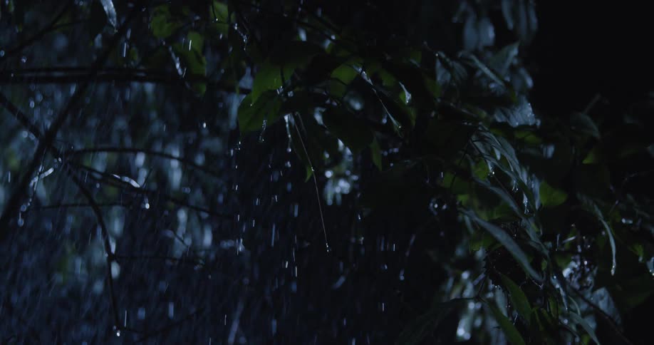 Rain falling on the green leafy branches of a tree at night