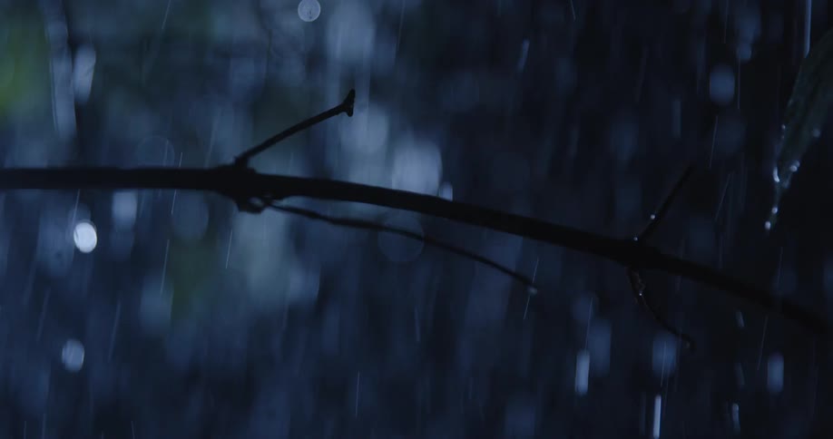 Heavy rain falls in the forest at night soaking the trees and branches as water drips from the leaves