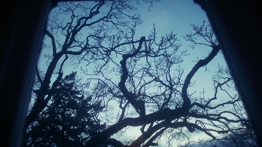Through the window is a dark forest with large trees