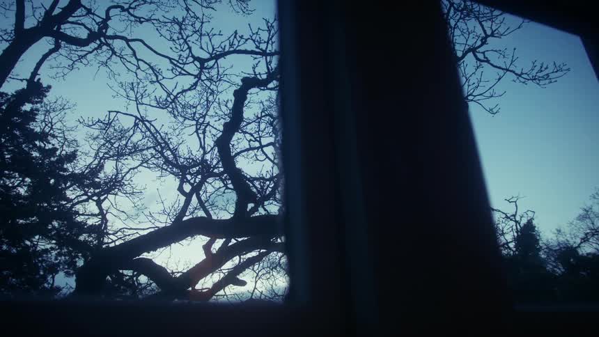 The video displays a static shot of a bare tree seen through a window the branches are silhouetted against a deep blue sky creating a stark artistic composition