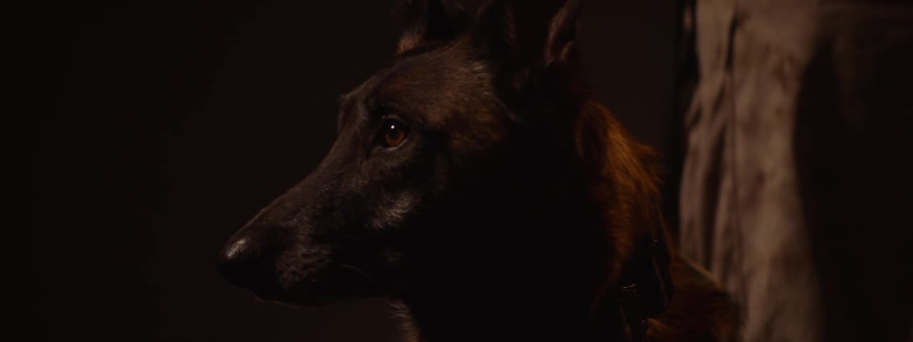The dog is standing with the soldier
