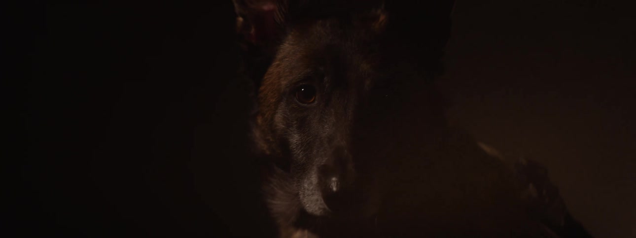 The brown dog is in the dark
