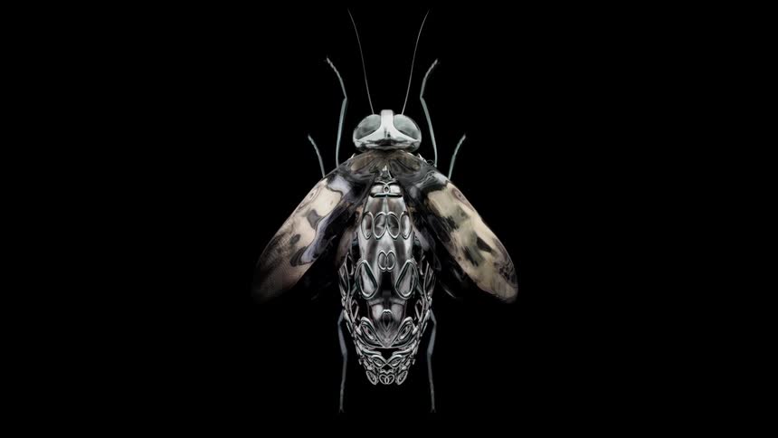 A butterfly animation flaps its wings gracefully against a dark screen