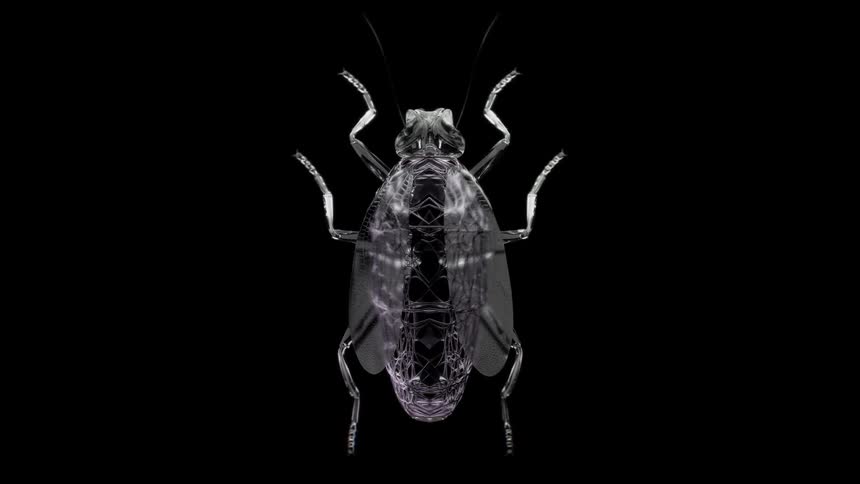 Monochrome insect against a black background