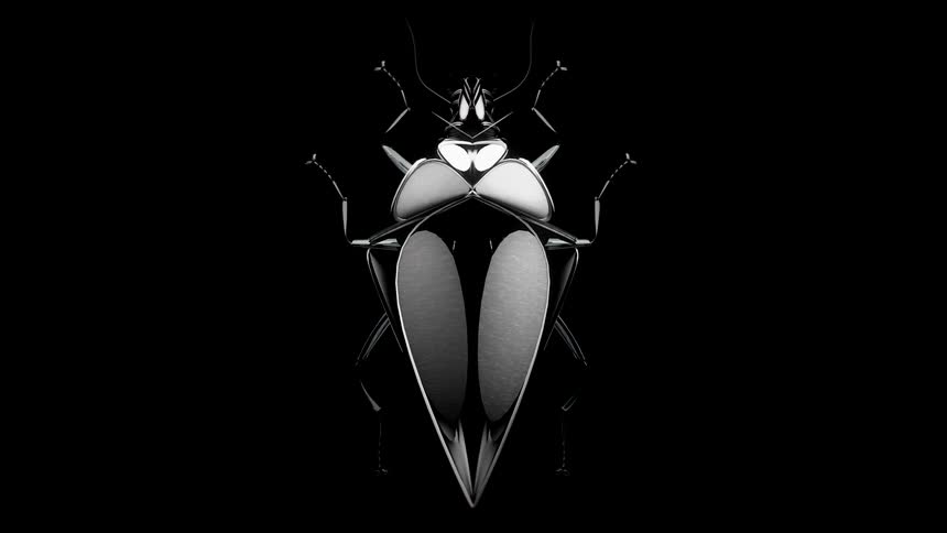 Monochrome beetle against a black background