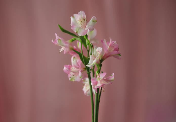 Air flow disturbs a curtain and causes a flowering plant to sway