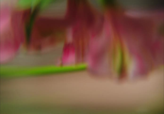Blurry closeup of a pink flower