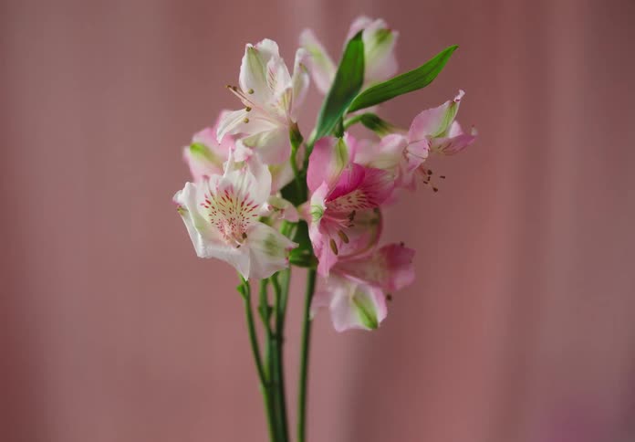 Closeup of an orchid with white and pink petals