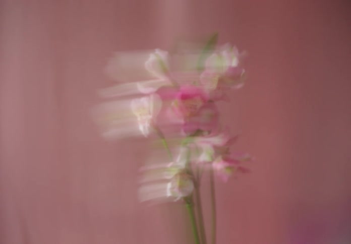 Orchid flower with pink and white petals