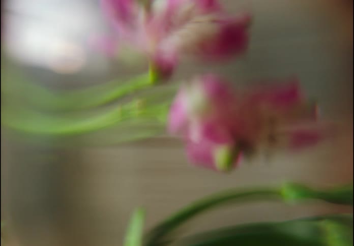 A flower plant dropped on a surface
