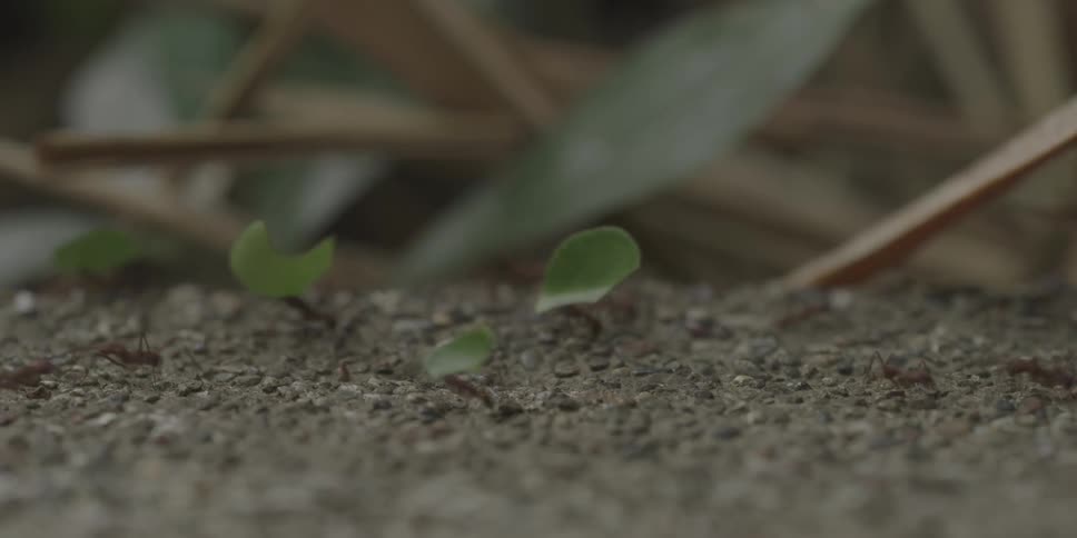 Several ants scurry about some carrying leaves