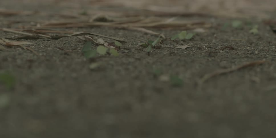 Thousands of ants carrying green leaves