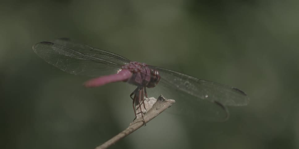 Dragonfly on a thin twig