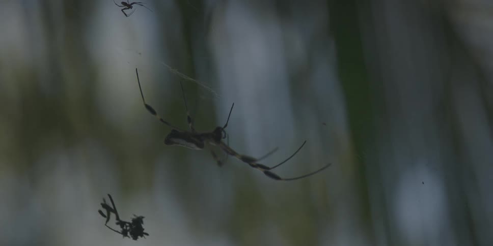 The spider is hanging on the web