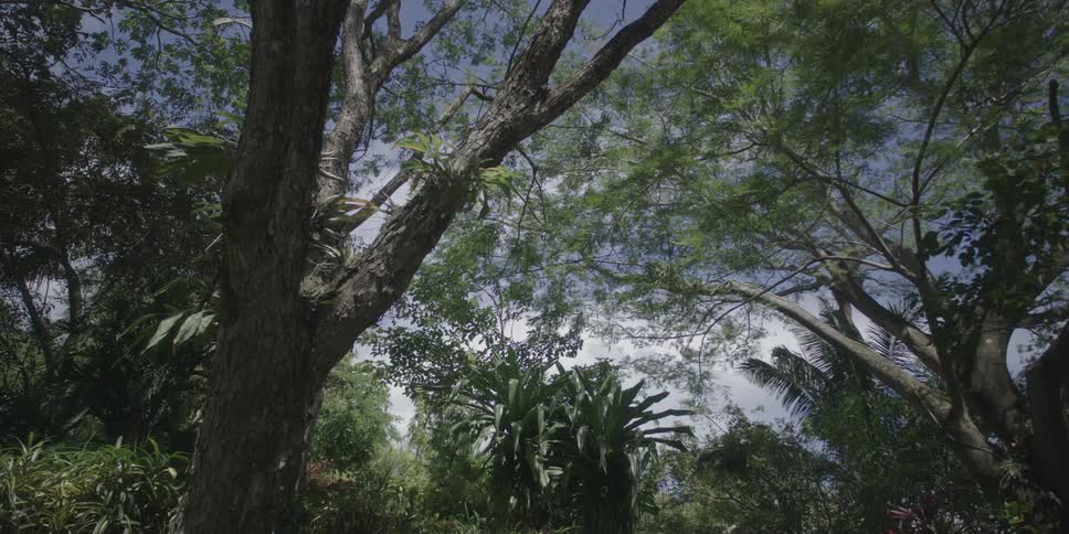 Forest with green trees of different species against a sky with clouds