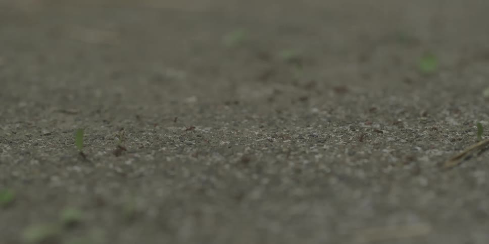 Ants walking on small green leaves