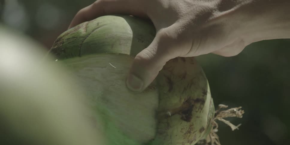 A person pours the coconut water into a bucket