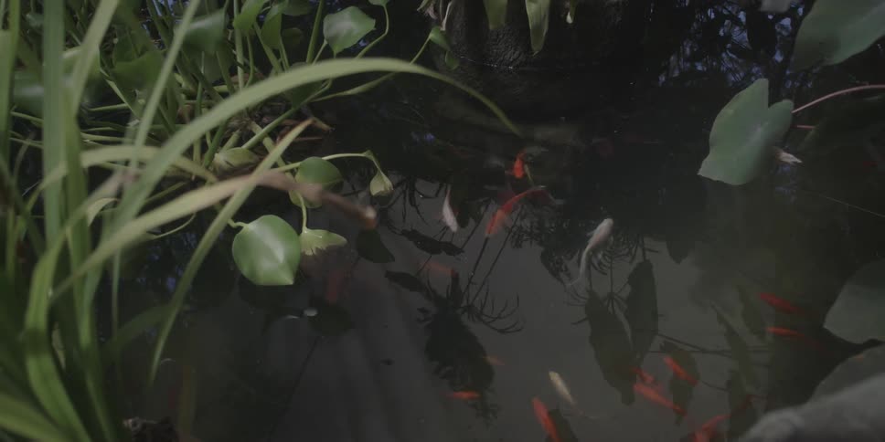 A tranquil pond filled with lush green aquatic plants and colorful goldfish is seen from an elevated perspective showcasing the peaceful coexistence of nature and aquatic life