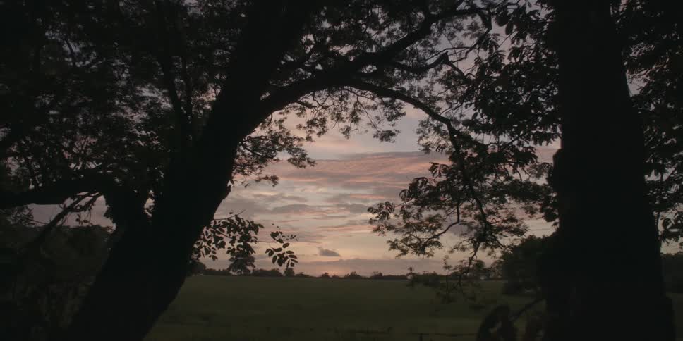 Silhouette of trees in the foreground and a field in the background at dawn