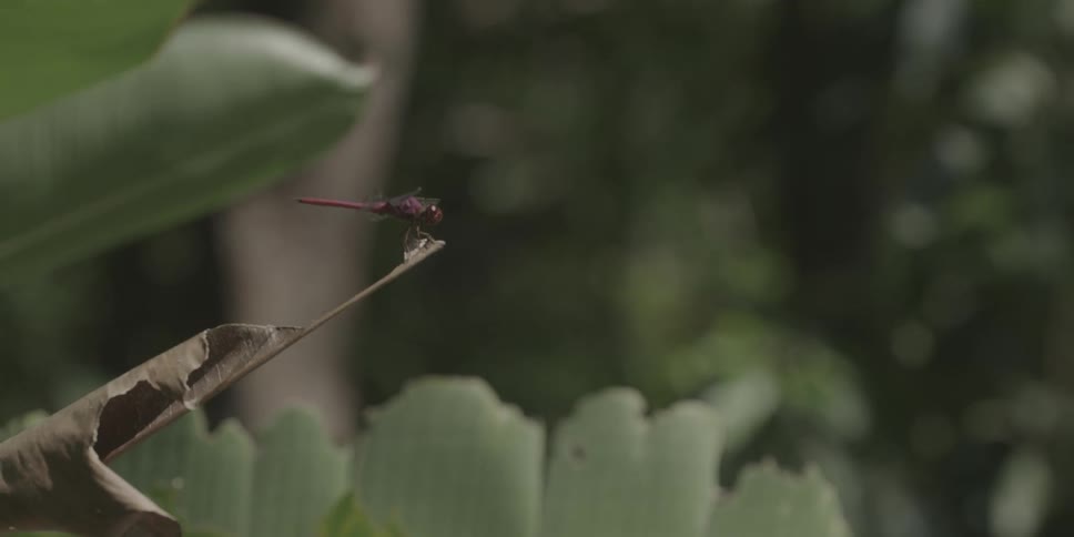 A dragonfly perches on a twig