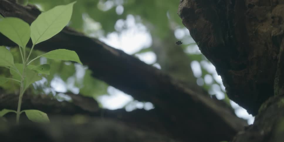 Closeup shallow depth of field shot immersed in what appears to be a lush heavily vegetated area