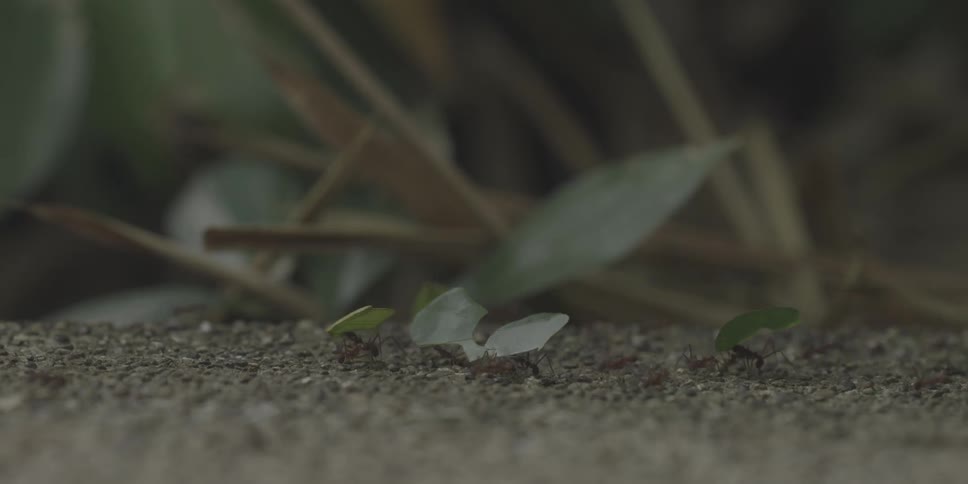 Ants scurry about some carrying leaves
