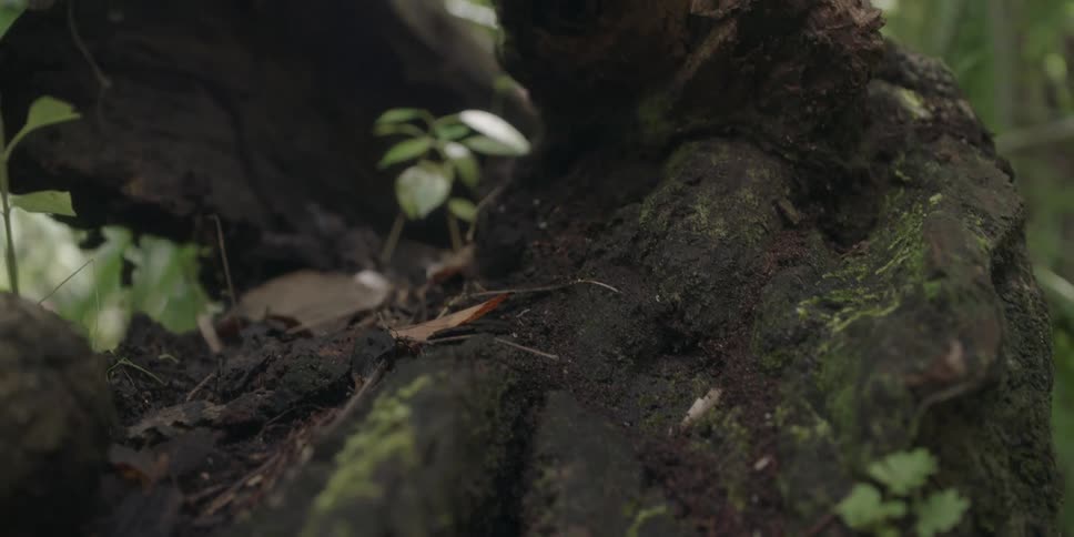 Closeup of a tree trunk in the middle of a forest