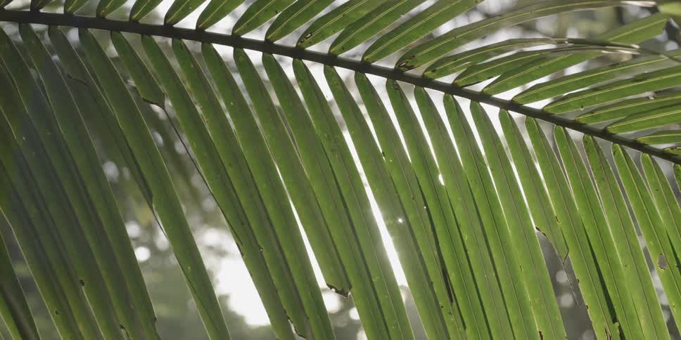 Closeup of a long greenish leaf from a tropical tree