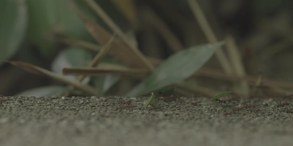Ants in a line carrying leaves