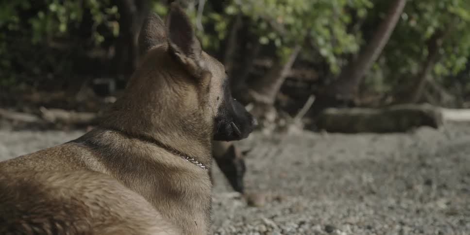 Two dogs walking through a natural area