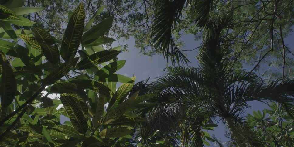 Upward view of green tropical trees against a blue sky
