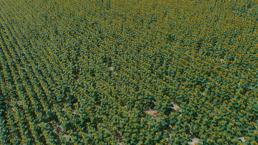 A large field of yellow flowers