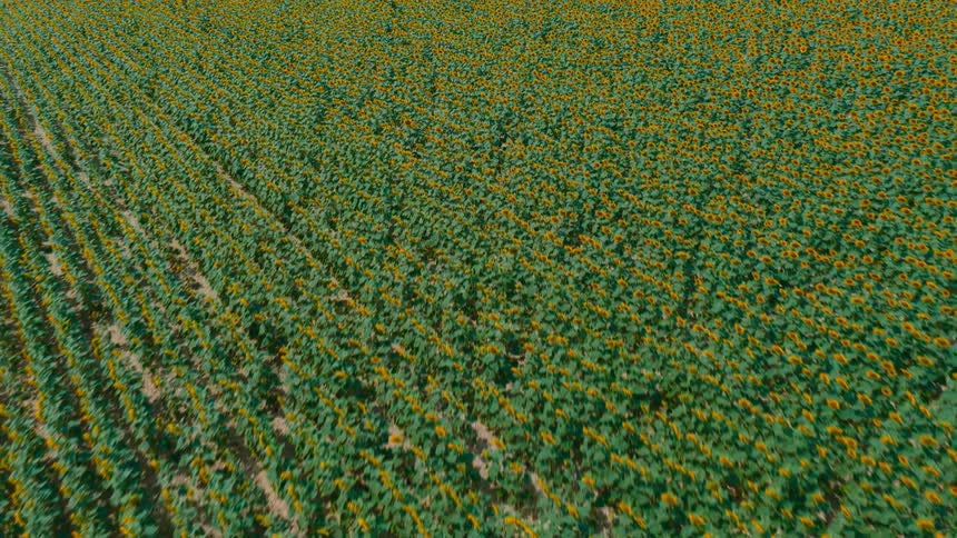 A large farmland filled with and covered by crops at midday