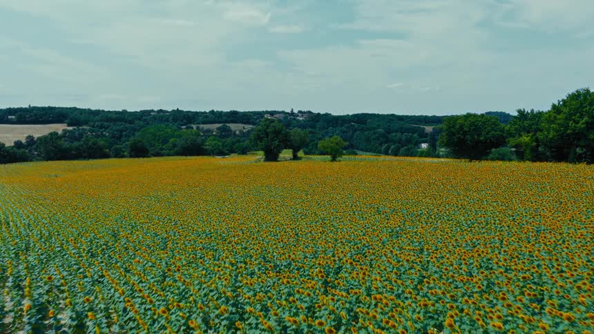 A large farmland filled with sunflowers at midday