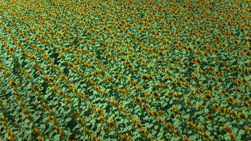 A large farmland filled and covered with crops midday