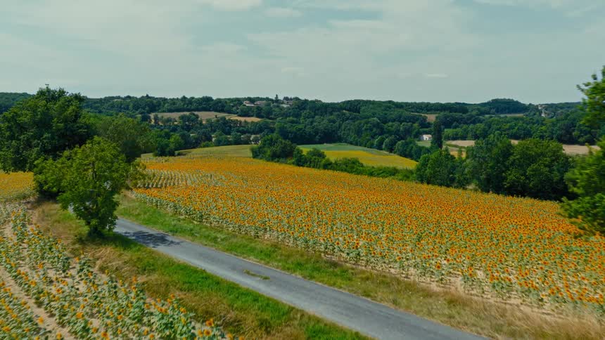 Landscape of a field with flowers and trees