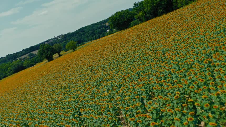 A large farmland filled with and covered by crops at midday