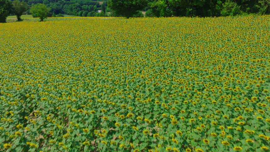 Sunflower field stretches under clear skies