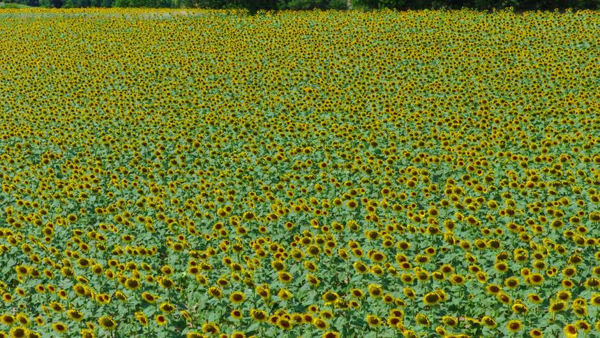 A vast field of blooming sunflowers stretches across the landscape under daylight