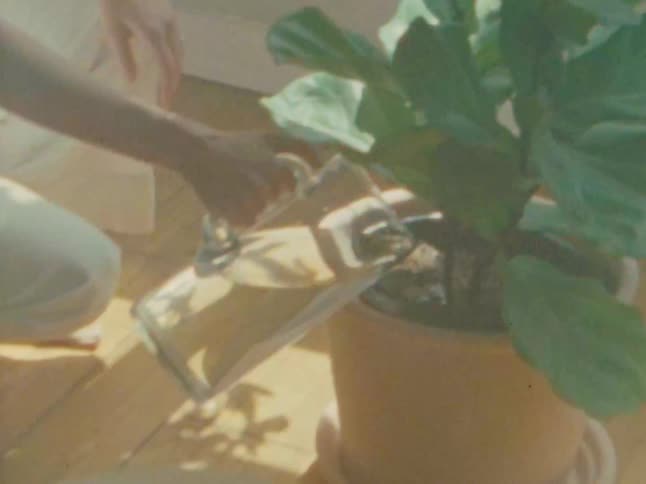 A young woman with her hair tied back is shown kneeling on a sunny wooden floor carefully pruning the leaves of a large houseplant in a pot other plants including a prominent cactus are also visible suggesting a serene indoor gardening activity