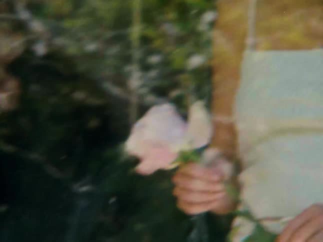 A person holds a light pink rose with one hand moving along the stem