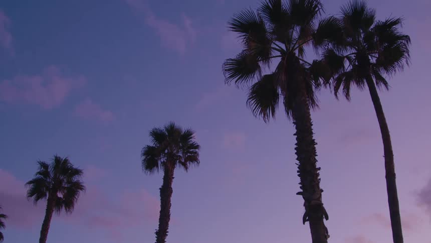 Tall palm trees fill the sky