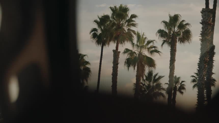 Tall palm trees stand against a cloudy sky partially framed by the window of a moving vehicle at dusk
