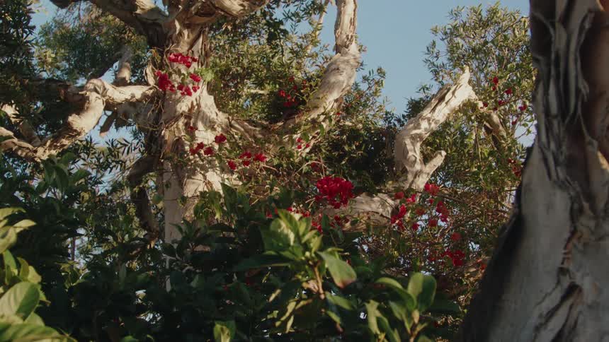 A footage of a tree in the forest