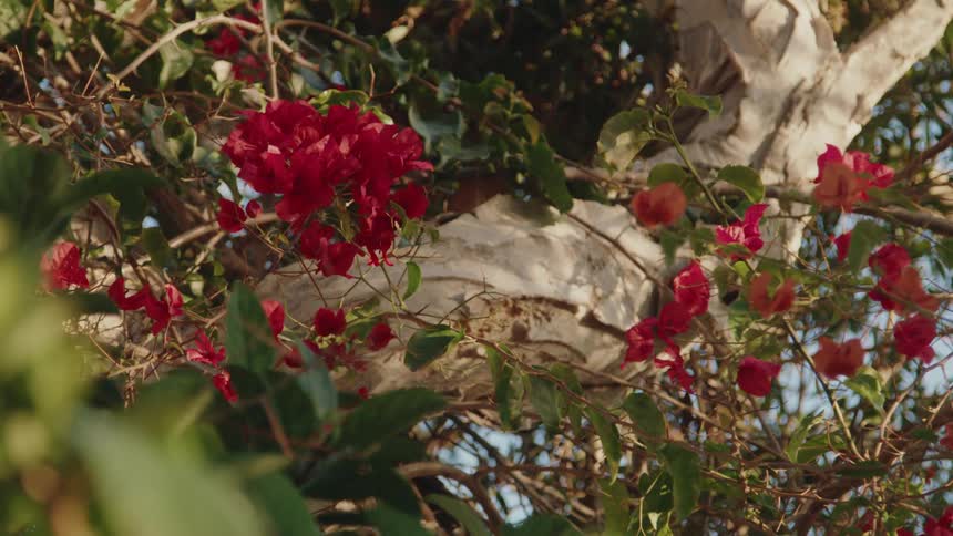 A tree with textured light bark displays clusters of red flowers and green leaves illuminated by sunlight filtering through the foliage