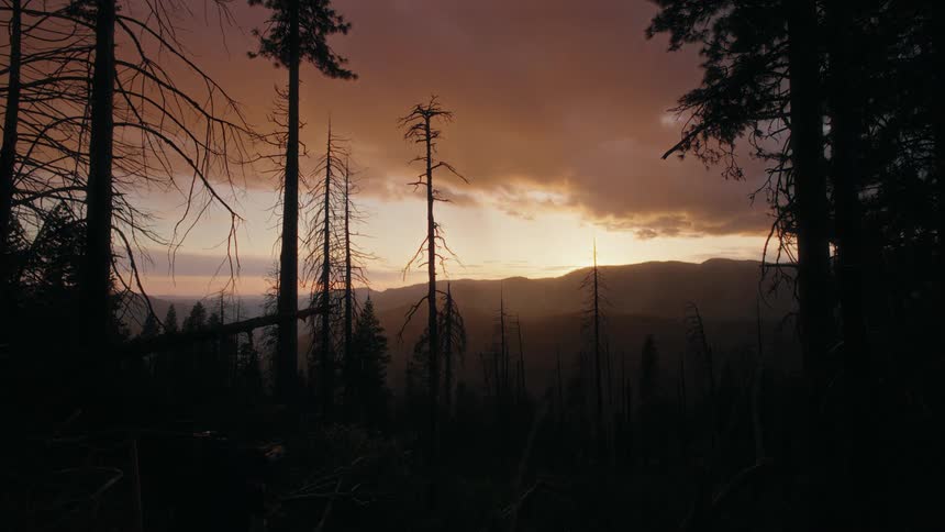 A forest with leafless trees due to fall on a cloudy evening