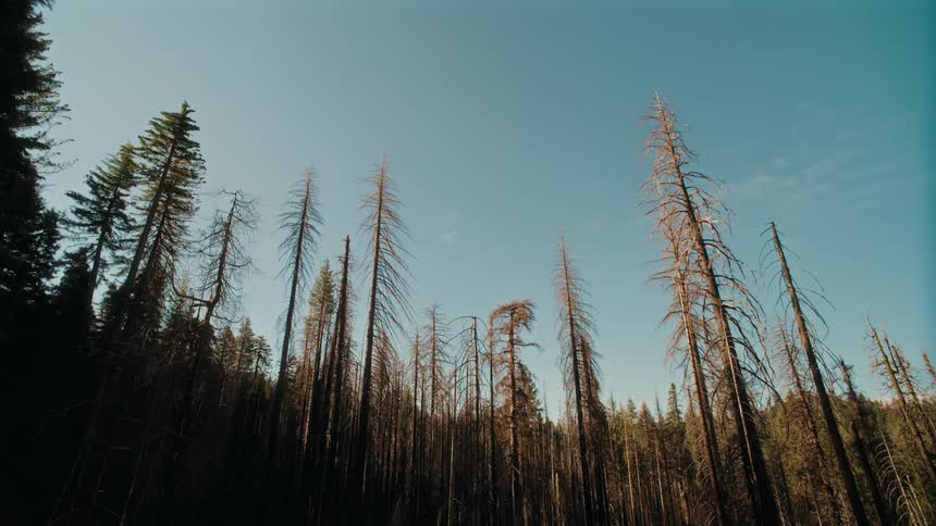 The sky is clear above the forest