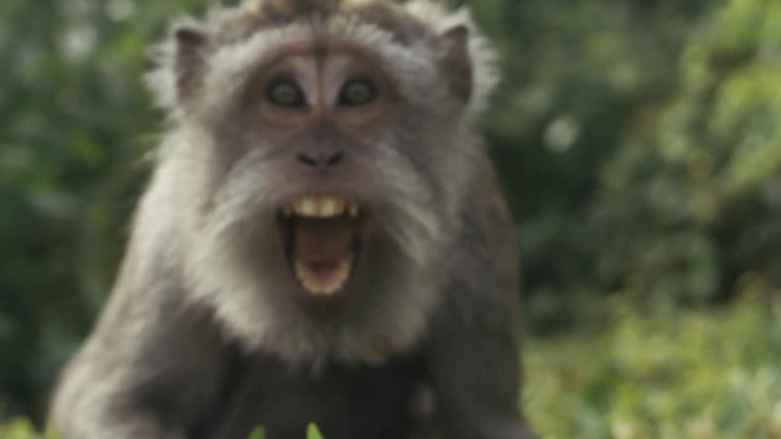 A monkey screams at the camera