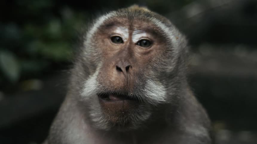 A monkey with striking white facial hair gazes directly forward